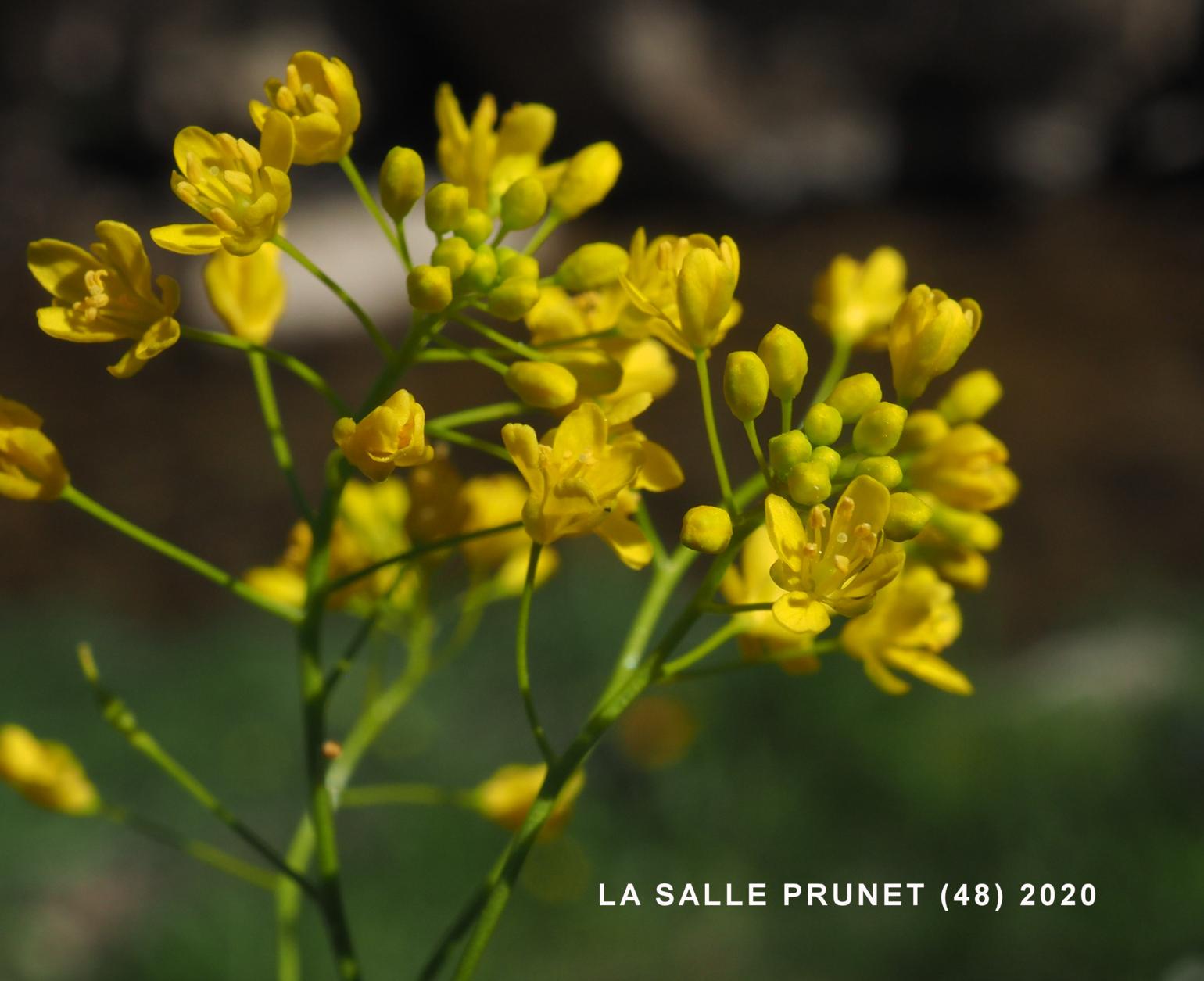 Yellow-cress, Pyrennean